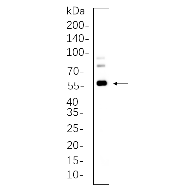 WR4263 Hela-TPA cell lysates were separated by 4-20% SDS-PAGE, and the membrane was blotted with primary antibody 1:1000. The HRP-conjugated Goat anti-Rabbit IgG(H + L) antibody was used to detect the antibody. Hela-TPA cell lysates were separated by 4-20% SDS-PAGE, and the membrane was blotted with primary antibody 1:1000. The HRP-conjugated Goat anti-Rabbit IgG(H + L) antibody was used to detect the antibody.