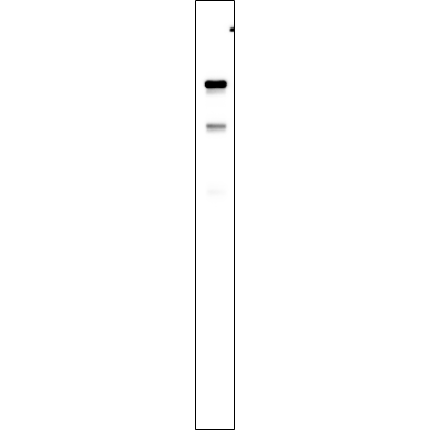 Daudi cell lysates were separated by 4-20% SDS-PAGE, and the membrane was blotted with primary antibody 1:1000. The HRP-conjugated Goat anti-Rabbit IgG(H + L) antibody was used to detect the antibody.