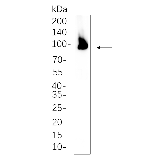 WR4266 Rat brain whole cell lysates were separated by 10% SDS-PAGE, and the membrane was blotted with primary antibody(1:1000). The HRP-conjugated Goat anti-Rabbit IgG(H + L) antibody was used to detect the antibody. Rat brain whole cell lysates were separated by 10% SDS-PAGE, and the membrane was blotted with primary antibody(1:1000). The HRP-conjugated Goat anti-Rabbit IgG(H + L) antibody was used to detect the antibody.