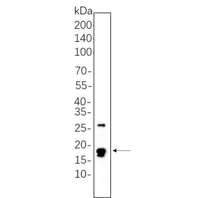NIH-3T3 cell lysates were separated by 4-20% SDS-PAGE, and the membrane was blotted with primary antibody 1:1000. The HRP-conjugated Goat anti-Rabbit IgG(H + L) antibody was used to detect the antibody.