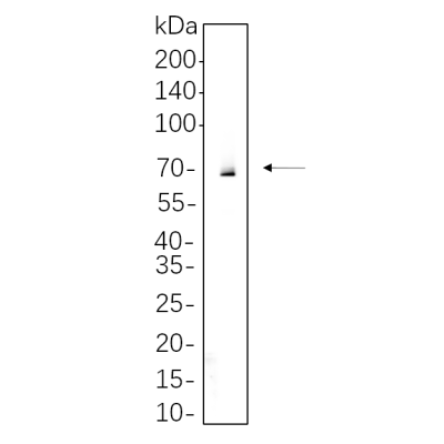 SW620 cell lysates were separated by 4-20% SDS-PAGE, and the membrane was blotted with primary antibody 1:1000. The HRP-conjugated Goat anti-Rabbit IgG(H + L) antibody was used to detect the antibody.