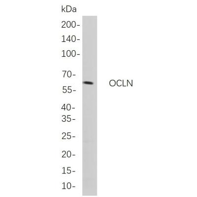 Western blot analysis of lysates from HepG2 cells, using OCLN Rabbit mAb. The HRP-conjugated Goat anti-Rabbit IgG antibody (WS0002,) was used to detect the antibody.