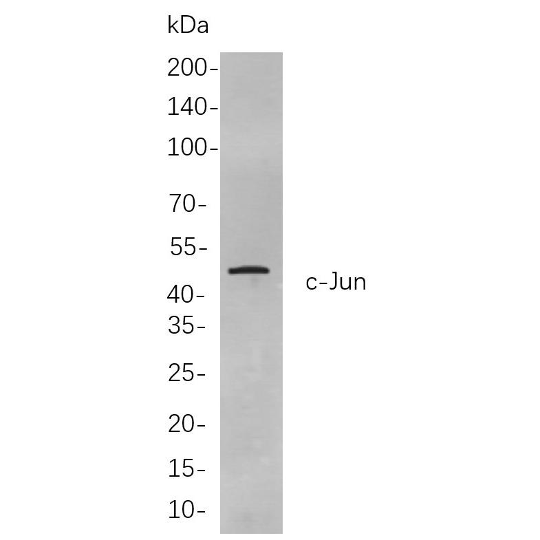 WR4294 Western blot analysis of lysates from PC-12 cells, using c-Jun Rabbit mAb. The HRP-conjugated Goat anti-Rabbit IgG antibody (WS0002,) was used to detect the antibody. Western blot analysis of lysates from PC-12 cells, using c-Jun Rabbit mAb. The HRP-conjugated Goat anti-Rabbit IgG antibody (WS0002,) was used to detect the antibody.