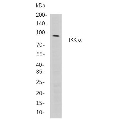 Western blot analysis of lysates from Hela cells, using IKK α Rabbit mAb. The HRP-conjugated Goat anti-Rabbit IgG antibody (WS0002,) was used to detect the antibody.