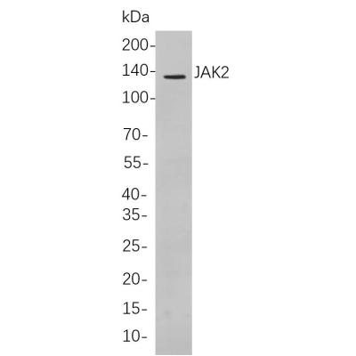 Western blot analysis of lysates from K562 cells, using JAK2 Rabbit mAb. The HRP-conjugated Goat anti-Rabbit IgG antibody (WS0002,) was used to detect the antibody.