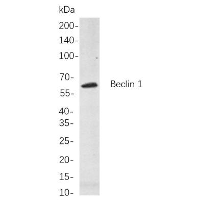 Western blot analysis of lysates from Hela cells, using Beclin 1 Rabbit mAb. The HRP-conjugated Goat anti-Rabbit IgG antibody (WS0002,) was used to detect the antibody.