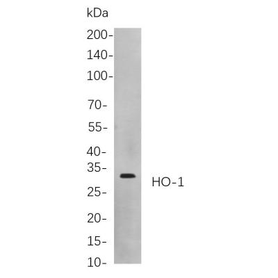 Western blot analysis of lysates from Rat spleen cells, using HO-1 Rabbit mAb. The HRP-conjugated Goat anti-Rabbit IgG antibody (WS0002,) was used to detect the antibody.