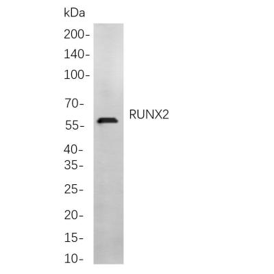 Western blot analysis of lysates from MDA-MB-231 cells, using RUNX2 Rabbit mAb. The HRP-conjugated Goat anti-Rabbit IgG antibody (WS0002) was used to detect the antibody.