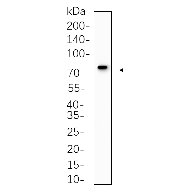 WR4328 A549 cell lysates were separated by 4-20% SDS-PAGE, and the membrane was blotted with primary antibody 1:1000. The HRP-conjugated Goat anti-Rabbit IgG(H + L) antibody was used to detect the antibody. A549 cell lysates were separated by 4-20% SDS-PAGE, and the membrane was blotted with primary antibody 1:1000. The HRP-conjugated Goat anti-Rabbit IgG(H + L) antibody was used to detect the antibody.