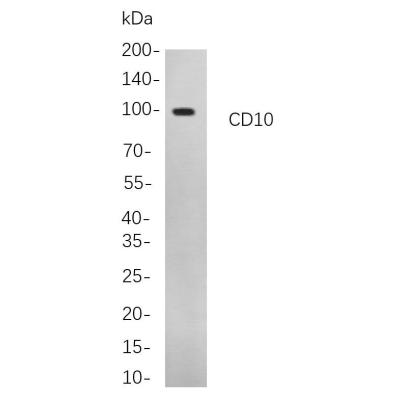 Western blot analysis of lysates from A172 cells, using CD10 Rabbit mAb. The HRP-conjugated Goat anti-Rabbit IgG antibody (WS0002) was used to detect the antibody.