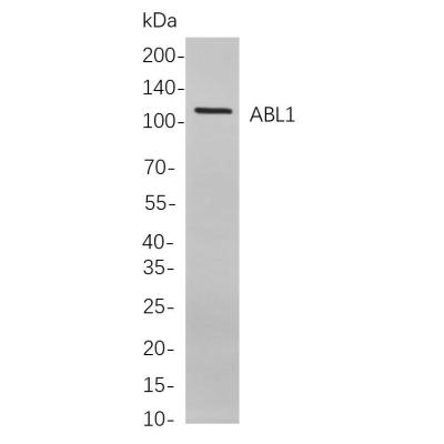 Western blot analysis of lysates from Hela cells, using ABL1 Rabbit mAb. The HRP-conjugated Goat anti-Rabbit IgG antibody (WS0002) was used to detect the antibody.