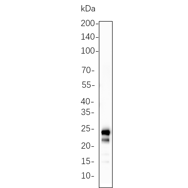 WR4339 MOLT-4 cell lysates were separated by 4-20% SDS-PAGE, and the membrane was blotted with primary antibody 1:1000. The HRP-conjugated Goat anti-Rabbit IgG(H + L) antibody was used to detect the antibody. MOLT-4 cell lysates were separated by 4-20% SDS-PAGE, and the membrane was blotted with primary antibody 1:1000. The HRP-conjugated Goat anti-Rabbit IgG(H + L) antibody was used to detect the antibody.