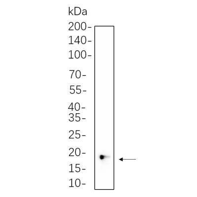 Jurkat cell lysates were separated by 4-20% SDS-PAGE, and the membrane was blotted with primary antibody 1:1000. The HRP-conjugated Goat anti-Rabbit IgG(H + L) antibody was used to detect the antibody.