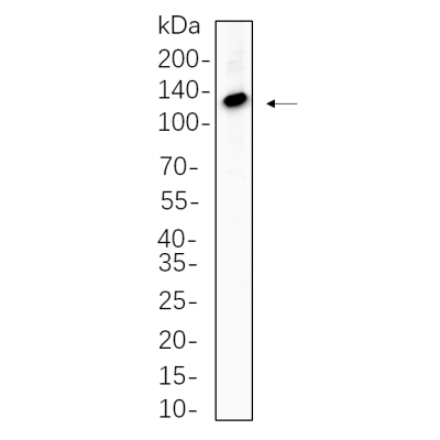 K562 cell lysates were separated by 4-20% SDS-PAGE, and the membrane was blotted with primary antibody 1:1000. The HRP-conjugated Goat anti-Rabbit IgG(H + L) antibody was used to detect the antibody.