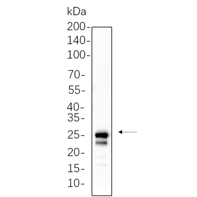 K562 cell lysates were separated by 4-20% SDS-PAGE, and the membrane was blotted with primary antibody 1:1000. The HRP-conjugated Goat anti-Rabbit IgG(H + L) antibody was used to detect the antibody.