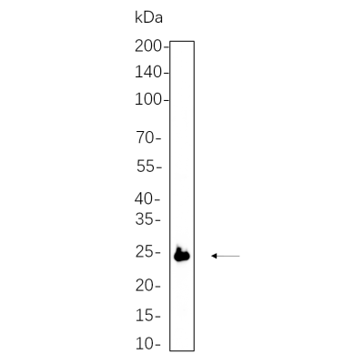 Hela cell lysates were separated by 4-20% SDS-PAGE, and the membrane was blotted with primary antibody 1:1000. The HRP-conjugated Goat anti-Rabbit IgG(H + L) antibody was used to detect the antibody.