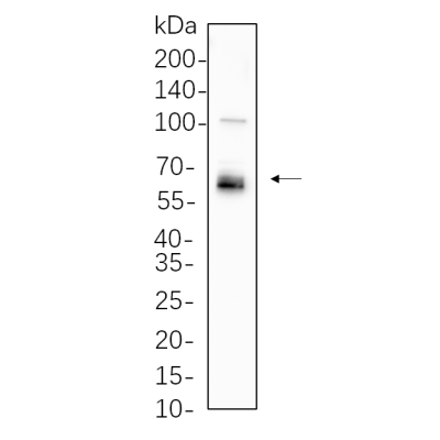 HEK293 cell lysates were separated by 4-20% SDS-PAGE, and the membrane was blotted with primary antibody 1:1000. The HRP-conjugated Goat anti-Rabbit IgG(H + L) antibody was used to detect the antibody.