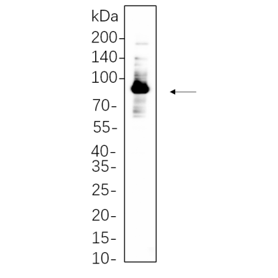 Hela whole cell lysates were separated by 10% SDS-PAGE, and the membrane was blotted with primary antibody(1:1000). The HRP-conjugated Goat anti-Rabbit IgG(H + L) antibody was used to detect the antibody.