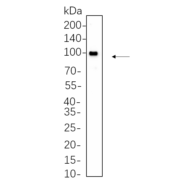 WR4369 Hela whole cell lysates were separated by 10% SDS-PAGE, and the membrane was blotted with primary antibody(1:1000). The HRP-conjugated Goat anti-Rabbit IgG(H + L) antibody was used to detect the antibody. Hela whole cell lysates were separated by 10% SDS-PAGE, and the membrane was blotted with primary antibody(1:1000). The HRP-conjugated Goat anti-Rabbit IgG(H + L) antibody was used to detect the antibody.