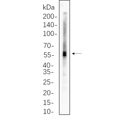 3T3-L1 cell lysates were separated by 4-20% SDS-PAGE, and the membrane was blotted with primary antibody 1:1000. The HRP-conjugated Goat anti-Rabbit IgG(H + L) antibody was used to detect the antibody.