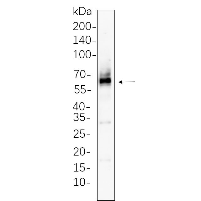WR4372 Hela whole cell lysates were separated by 10% SDS-PAGE, and the membrane was blotted with primary antibody(1:1000). The HRP-conjugated Goat anti-Rabbit IgG(H + L) antibody was used to detect the antibody. Hela whole cell lysates were separated by 10% SDS-PAGE, and the membrane was blotted with primary antibody(1:1000). The HRP-conjugated Goat anti-Rabbit IgG(H + L) antibody was used to detect the antibody.