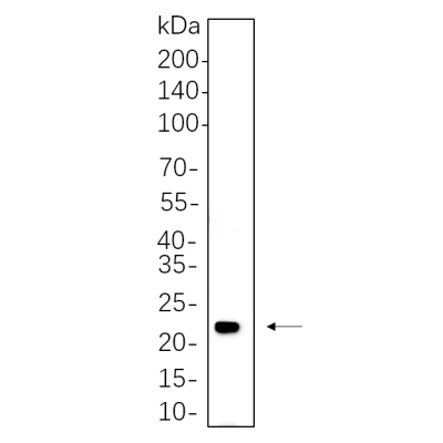 PC-12 cell lysates were separated by 4-20% SDS-PAGE, and the membrane was blotted with primary antibody 1:1000. The HRP-conjugated Goat anti-Rabbit IgG(H + L) antibody was used to detect the antibody.