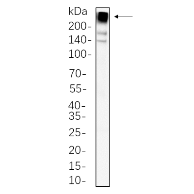 PC-12 whole cell lysates were separated by 10% SDS-PAGE, and the membrane was blotted with primary antibody(1:1000). The HRP-conjugated Goat anti-Rabbit IgG(H + L) antibody was used to detect the antibody.