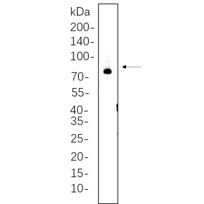Mouse brain cell lysates were separated by 4-20% SDS-PAGE, and the membrane was blotted with primary antibody 1:1000. The HRP-conjugated Goat anti-Rabbit IgG(H + L) antibody was used to detect the antibody.