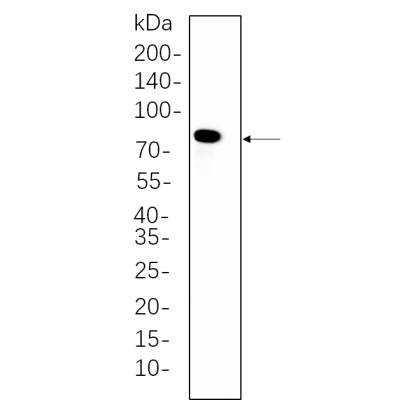 K562 whole cell lysates were separated by 10% SDS-PAGE, and the membrane was blotted with primary antibody(1:1000). The HRP-conjugated Goat anti-Rabbit IgG(H + L) antibody was used to detect the antibody.