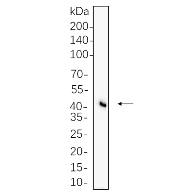 Hela cell lysates were separated by 4-20% SDS-PAGE, and the membrane was blotted with primary antibody 1:1000. The HRP-conjugated Goat anti-Rabbit IgG(H + L) antibody was used to detect the antibody.