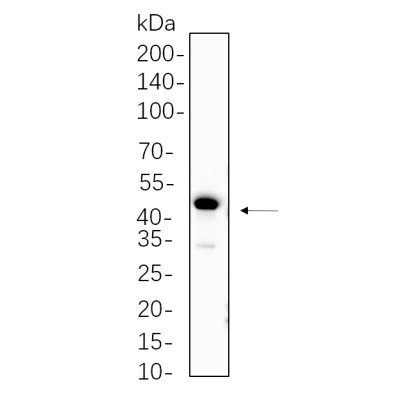 HEK293 cell lysates were separated by 4-20% SDS-PAGE, and the membrane was blotted with primary antibody 1:1000. The HRP-conjugated Goat anti-Rabbit IgG(H + L) antibody was used to detect the antibody.