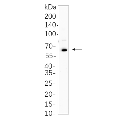 Raji cell lysates were separated by 4-20% SDS-PAGE, and the membrane was blotted with primary antibody 1:1000. The HRP-conjugated Goat anti-Rabbit IgG(H + L) antibody was used to detect the antibody.