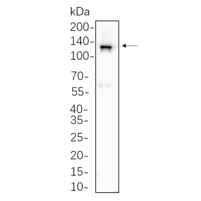 3T3-L1 cell lysates were separated by 4-20% SDS-PAGE, and the membrane was blotted with primary antibody 1:1000. The HRP-conjugated Goat anti-Rabbit IgG(H + L) antibody was used to detect the antibody.