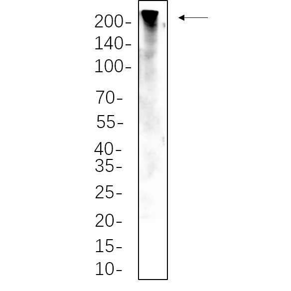 WR4420 C2C12 whole cell lysates were separated by 10% SDS-PAGE, and the membrane was blotted with primary antibody(1:1000). The HRP-conjugated Goat anti-Rabbit IgG(H + L) antibody was used to detect the antibody. C2C12 whole cell lysates were separated by 10% SDS-PAGE, and the membrane was blotted with primary antibody(1:1000). The HRP-conjugated Goat anti-Rabbit IgG(H + L) antibody was used to detect the antibody.