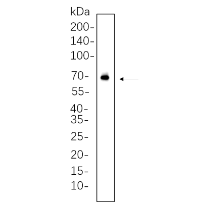 Jurkat whole cell lysates were separated by 10% SDS-PAGE, and the membrane was blotted with primary antibody(1:1000). The HRP-conjugated Goat anti-Rabbit IgG(H + L) antibody was used to detect the antibody.