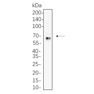 K562 whole cell lysates were separated by 10% SDS-PAGE, and the membrane was blotted with primary antibody(1:1000). The HRP-conjugated Goat anti-Rabbit IgG(H + L) antibody was used to detect the antibody.