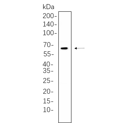 K562 whole cell lysates were separated by 10% SDS-PAGE, and the membrane was blotted with primary antibody(1:1000). The HRP-conjugated Goat anti-Rabbit IgG(H + L) antibody was used to detect the antibody.