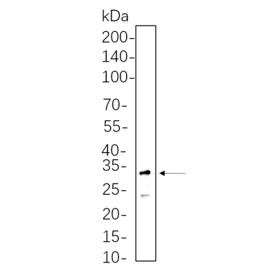 3T3-L1 cell lysates were separated by 4-20% SDS-PAGE, and the membrane was blotted with primary antibody 1:1000. The HRP-conjugated Goat anti-Rabbit IgG(H + L) antibody was used to detect the antibody.