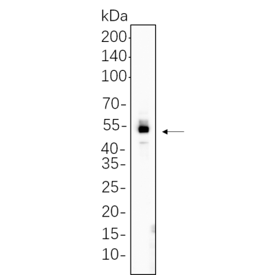 C2C12 cell lysates were separated by 4-20% SDS-PAGE, and the membrane was blotted with primary antibody 1:1000. The HRP-conjugated Goat anti-Rabbit IgG(H + L) antibody was used to detect the antibody.