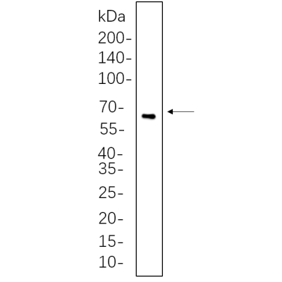 Rat thymus whole cell lysates were separated by 10% SDS-PAGE, and the membrane was blotted with primary antibody(1:1000). The HRP-conjugated Goat anti-Rabbit IgG(H + L) antibody was used to detect the antibody.
