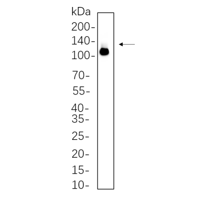 Jurkat cell lysates were separated by 4-20% SDS-PAGE, and the membrane was blotted with primary antibody 1:1000. The HRP-conjugated Goat anti-Rabbit IgG(H + L) antibody was used to detect the antibody.