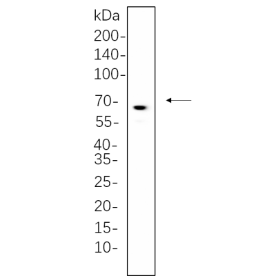 3T3-L1 whole cell lysates were separated by 10% SDS-PAGE, and the membrane was blotted with primary antibody(1:1000). The HRP-conjugated Goat anti-Rabbit IgG(H + L) antibody was used to detect the antibody.