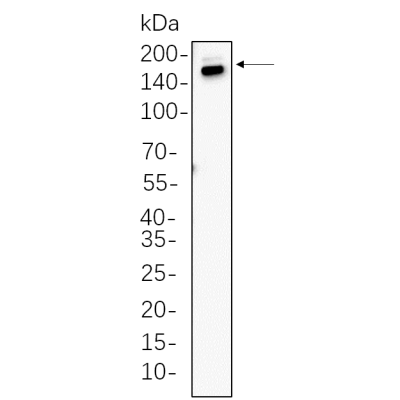 C2C12 whole cell lysates were separated by 10% SDS-PAGE, and the membrane was blotted with primary antibody(1:1000). The HRP-conjugated Goat anti-Rabbit IgG(H + L) antibody was used to detect the antibody.