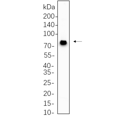SH-SY5Y cell lysates were separated by 4-20% SDS-PAGE, and the membrane was blotted with primary antibody 1:1000. The HRP-conjugated Goat anti-Rabbit IgG(H + L) antibody was used to detect the antibody.