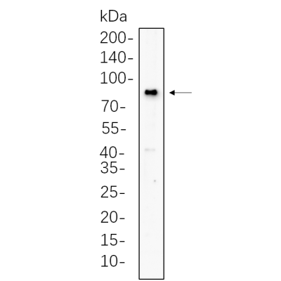 Rat brain cell lysates were separated by 4-20% SDS-PAGE, and the membrane was blotted with primary antibody 1:1000. The HRP-conjugated Goat anti-Rabbit IgG(H + L) antibody was used to detect the antibody.