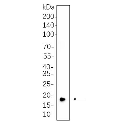 Hela cell lysates were separated by 4-20% SDS-PAGE, and the membrane was blotted with primary antibody 1:1000. The HRP-conjugated Goat anti-Rabbit IgG(H + L) antibody was used to detect the antibody.