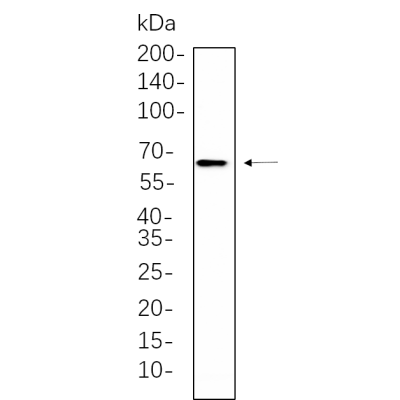 NIH-3T3 whole cell lysates were separated by 10% SDS-PAGE, and the membrane was blotted with primary antibody(1:1000). The HRP-conjugated Goat anti-Rabbit IgG(H + L) antibody was used to detect the antibody.