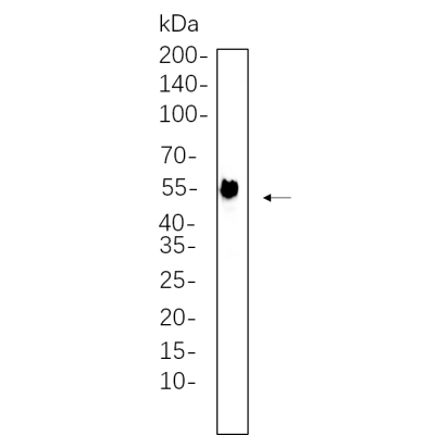 Hela whole cell lysates were separated by 10% SDS-PAGE, and the membrane was blotted with primary antibody(1:1000). The HRP-conjugated Goat anti-Rabbit IgG(H + L) antibody was used to detect the antibody.