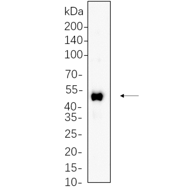 C6 whole cell lysates were separated by 10% SDS-PAGE, and the membrane was blotted with primary antibody(1:1000). The HRP-conjugated Goat anti-Rabbit IgG(H + L) antibody was used to detect the antibody.