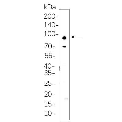 Jurkat cell lysates were separated by 4-20% SDS-PAGE, and the membrane was blotted with primary antibody 1:1000. The HRP-conjugated Goat anti-Rabbit IgG(H + L) antibody was used to detect the antibody.